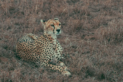 Graceful cheetah lady in serengeti observing her surrounding