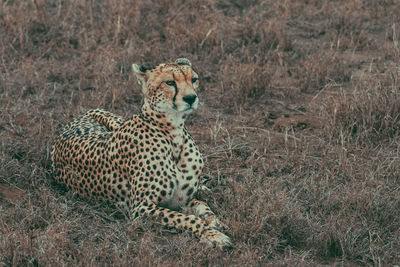 Close-up of a cat on field