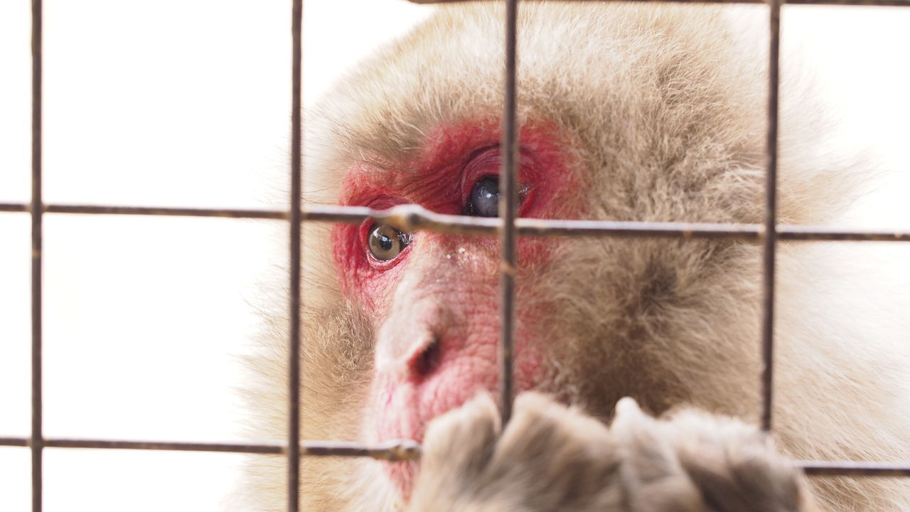 animal themes, one animal, domestic animals, close-up, animal head, mammal, cage, animal body part, animals in captivity, wildlife, indoors, livestock, pets, bird, portrait, animals in the wild, zoology, fence, trapped, animal eye