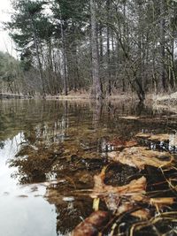 Reflection of trees in lake