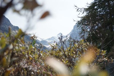 Close-up of snow on plants
