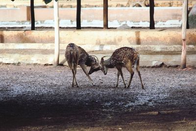 Axis deer fighting at zoo
