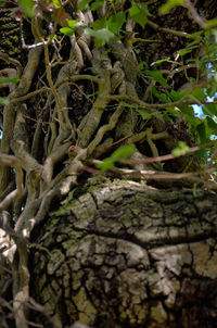 Close-up of fresh green plant