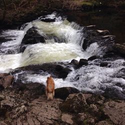 Scenic view of waterfall in water