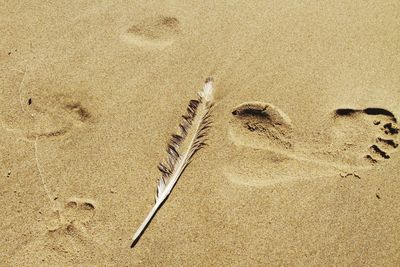 High angle view of footprint and feather on wet sand