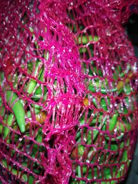 Close-up of wet pink flowering plants