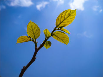 Low angle view of plant against sky