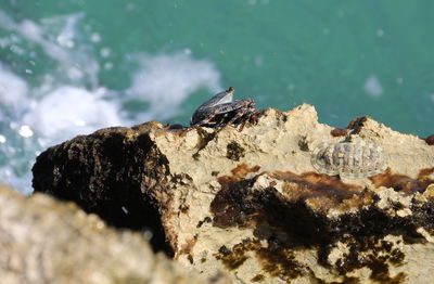 Sunbathing crab
view of crab on rock