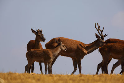 Deer on field against sky