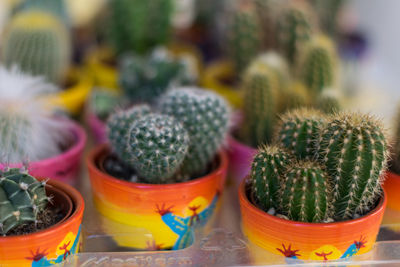 Close-up of succulent cactus  plant in pot