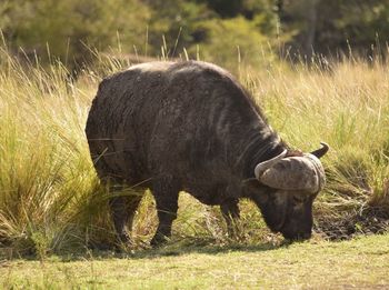 Close up of large african buffalo grazing in afternoon kenyan sun