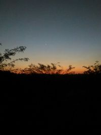 Silhouette of trees at sunset