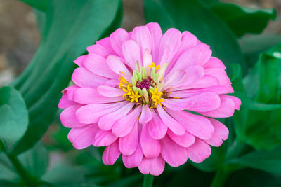 Close-up of pink flower