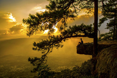 Silhouette tree on landscape against sky during sunset