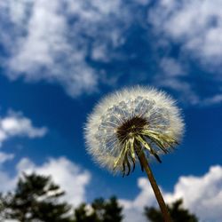 Close-up of dandelion