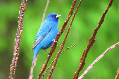 Close-up of bird perching on branch