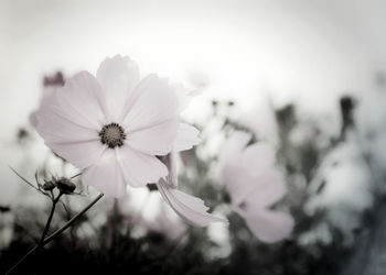 Close-up of cosmos flower against sky
