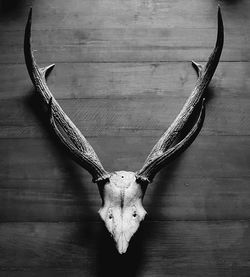 Close-up of animal skull on wooden table