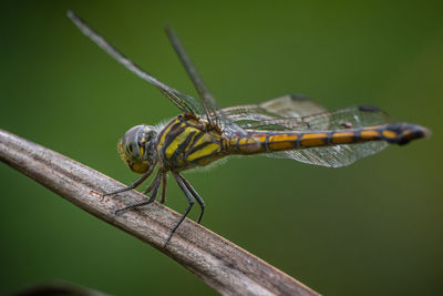 A dragonfly perched on a tree brench with isolate background.