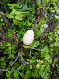 High angle view of plants