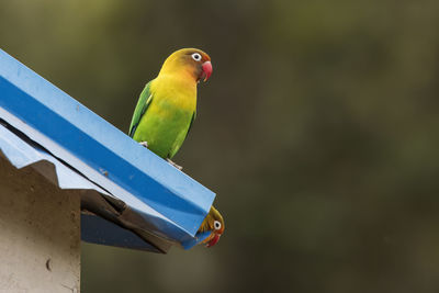 Close-up of parrot perching on metal