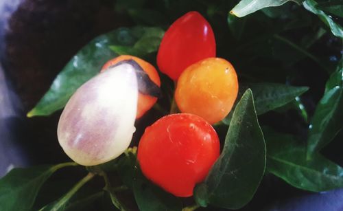 Close-up of tomatoes