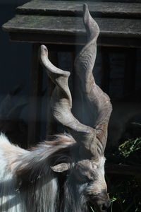 Close-up of horse statue