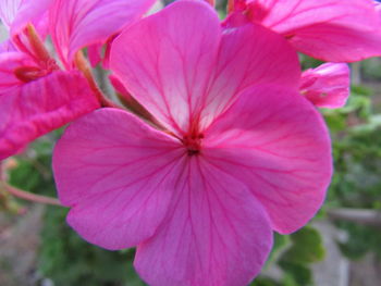 Close-up of pink flower