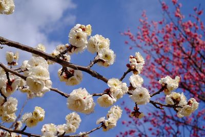 Low angle view of cherry blossom tree