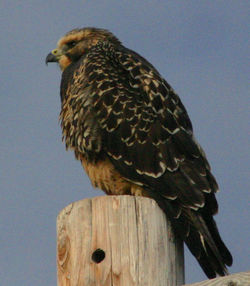 Low angle view of owl perching against clear sky