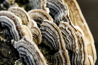 Close-up of fungus over tree