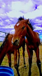 Close-up of horse against sky