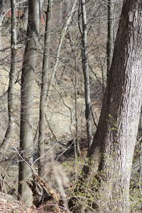 Bare trees in forest