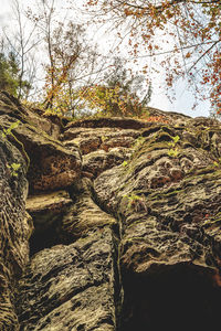 Low angle view of trees growing on rock against sky