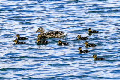 Ducks swimming in lake