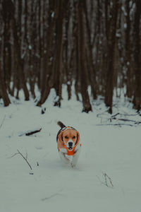 Dog on snow covered field