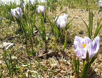 Close-up of purple flowers blooming in field