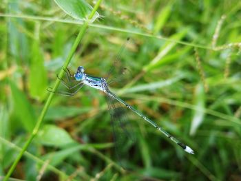 Close-up of dragonfly on grass