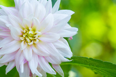 Close-up of white flowering plant