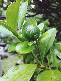 Close-up of water drops on plant