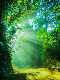 Trees in forest