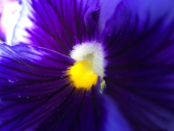 Close-up of purple flower