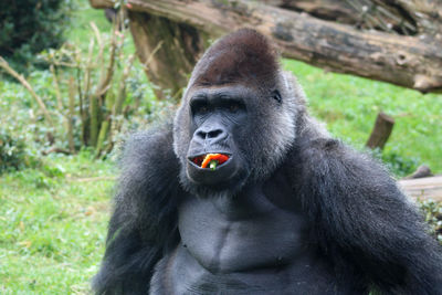 Portrait of gorilla eating 