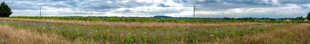 Panoramic view of lavender field against sky