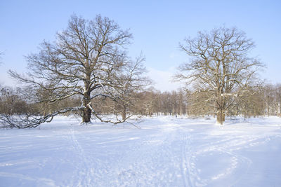 Bare trees on snow covered field against sky