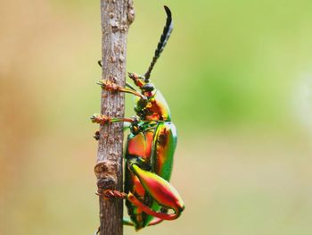 Close-up of insect perching on leaf