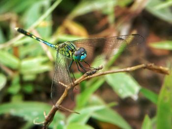 Close-up of dragonfly on leaf