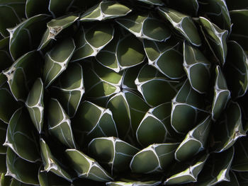 Full frame shot of succulent plant