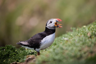 Puffin standing on a rock cliff . fratercula arctica