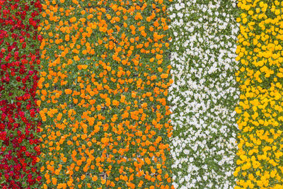 Beautiful pansy colorful flowers pattern on the wall background